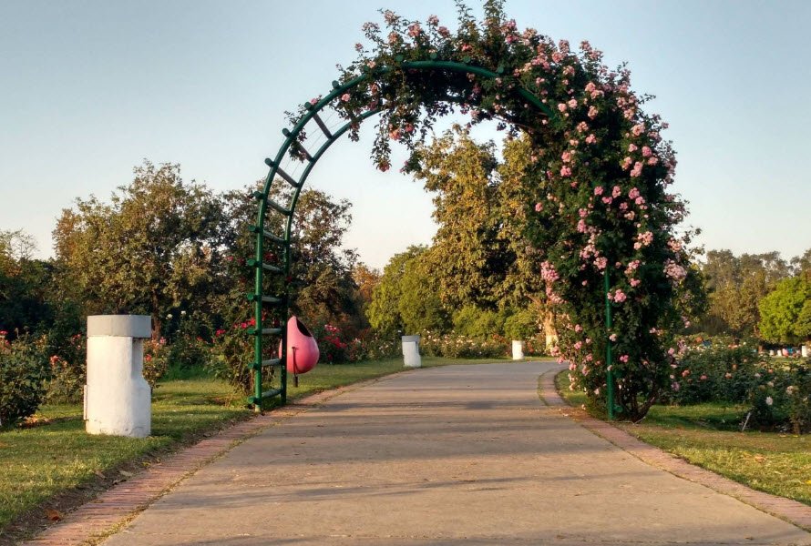 Zakir Hussain Rose Garden (Sector 16, Chandigarh)